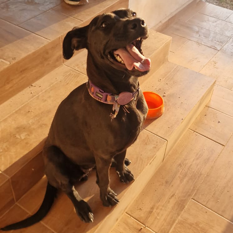 Guisito Casero para Perros · 200 g